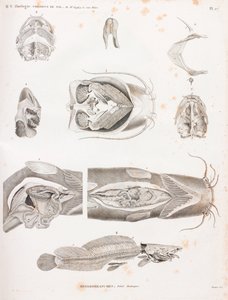 Hétérobranches, détails anatomiques - Unbekannt