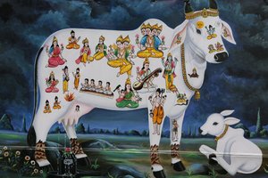 Peinture hindoue. Vache sacrée et veau. Inde