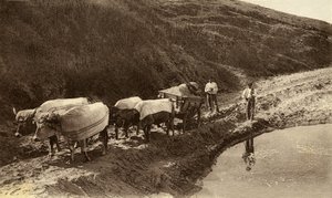 Attelage de bœufs recouvert de tissus basques, début 20ème siècle - Alec Hunter