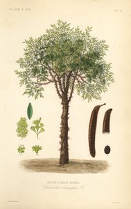 Févier à trois épines - Unbekannt