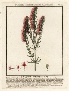 Hysope, Hyssopus officinalis - Unbekannter Künstler