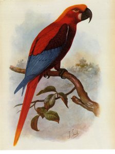 Illustration/Ara grossei/Perroquet jamaïcain