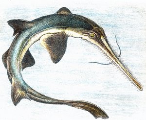 Illustration d