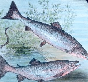 Illustration de saumon et truite saumonée