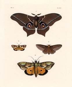 Imbrasia epimethea (Saturnia epimethea) 1, papillon de nuit à rayures roses, Anisota virginiensis (Dryocampa virginiensis) 2, Crameria aegocera (Aegocera amabilis) 3, et Eudocima materna (Triphaena materna) 4. Lithographie coloriée à la main de la nouvelle - Unbekannter Künstler