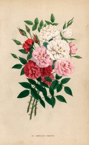 Roses bouton d