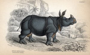 Rhinocéros indien (Rhinoceros unicornis ou indicus), espèce en danger. Gravure sur cuivre par William Lizars, d