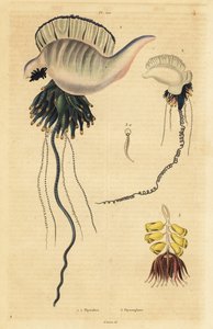 Physalie indo-pacifique, Physalia utriculus, physalie des Açores, Physalia physalis, et siphonophore, Physsophora disticha - Unbekannt