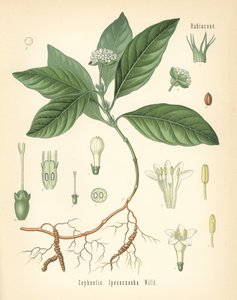 Ipecacuanha, Carapichea ipecacuanha (Cephaelis ipecacuanha) - Unbekannter Künstler