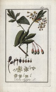 Laurier des Iroquois (Sassafras albidum). Lithographie de « Afbeelding der Artseny-Gewassen » par Johannes Zorn (1739-1799), Pays-Bas - Unbekannter Künstler