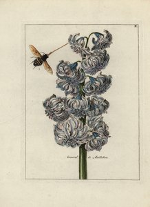 Jacinthe (ou hyacinthe), variété générale par Maillebois, avec une abeille - Lithographie attribuée à Paul Theodor van Brussel (1754-1795), auteur du bouquet de couverture, ou A.Bres., influencé par Nicolas Robert (1614-1685), publiée dans « Nederlandsch B - Unbekannter Künstler