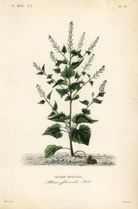 Alliaire officinale - Unbekannt