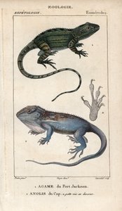 Jacky lashtail, agame de Port Jackson, Amphibolurus muricatus, et gecko nain du Cap, anolis du Cap, Lygodactylus capensis. Gravure sur cuivre coloriée à la main de « Dictionary of Natural Sciences » de Jussieu 1816-1830 - Unbekannter Künstler