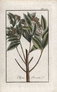 Poivre de la Jamaïque ou quatre épices ou poivre giroflée (Pimenta dioica). Lithographie de « Afbeelding der Artseny-Gewassen » par Johannes Zorn (1739-1799), Pays-Bas