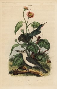 Todier de Jamaïque, Todus todus, martin-pêcheur de Mariana, Todiramphus albicilla, et tournesol, Tithonia tagetiflora - Unbekannt
