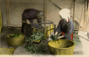 Travailleurs japonais coupant des feuilles de mûrier