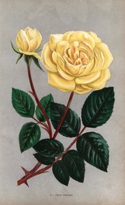 Rose Jean Pernet, variété jaune de la rose thé élevée par Monsieur Pernet de Lyon en 1867. Chromolithographie dessinée et lithographiée d