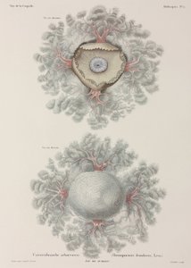 Méduse, Indonésie