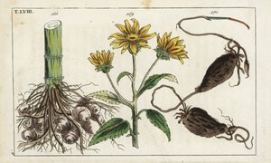 Topinambour (Helianthus tuberosus) - Unbekannter Künstler