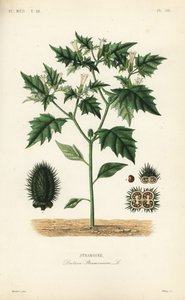 Stramoine, Datura stramonium - Unbekannt