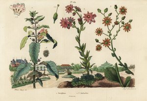 Plante Joséphine, Josephinia imperatricis 1 et orpins, espèces de Crassula 2,3 - Unbekannt