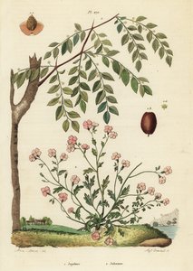 Jujube ou datte chinoise, Ziziphus jujuba 1, et giroflée de Virginie, Malcolmia maritima 2