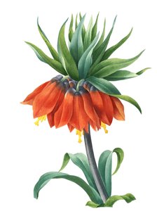 Couronne impériale (Fritillaria imperialis)