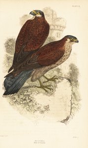 Faucon crécerelle, mâle et femelle, Falco tinnunculus, devant une ruine - Unbekannter Künstler