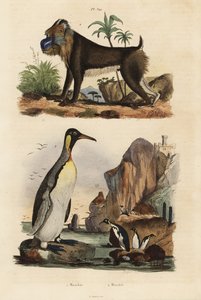Manchot royal, Aptenodytes patagonicus 1, et mandrill, Mandrillus sphinx, vulnérable, 2