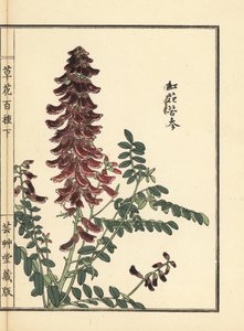 Kouka ou kujin, Sophora flavescens