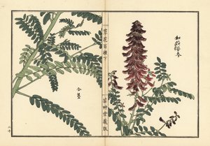 Kouka ou kujin, Sophora flavescens. Racine utilisée en médecine chinoise comme ku shen. De Kusa Bana Hyakushu (Cent Variétés de Fleurs), Tokyo, Yamada - Unbekannter Künstler
