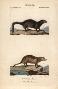 La mangouste et le suricate
