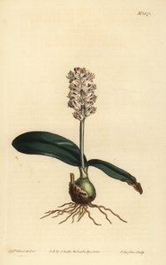 Lachenalia pallida - Unbekannt