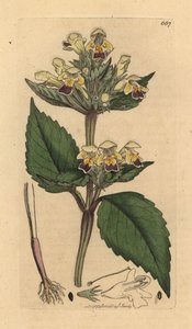 Galeopsis à grandes fleurs, Galeopsis speciosa - Unbekannter Künstler