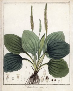 Grand plantain ou Plantain majeur - Lithographie de F. Guimpel, extraite de la botanique médicale de Friedrich Gottlob Haynes (1763-1832), Berlin - Unbekannter Künstler