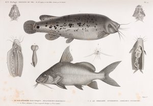 Le Malaptérure Électrique & Le Pimelode Synodonte - Unbekannt