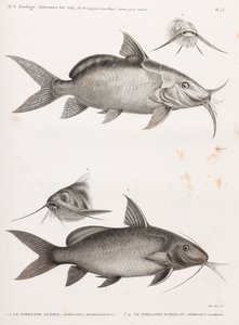 Le Pimedlode Guemel & Le Pimelode Scheilan - Unbekannt