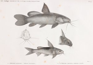 Le Pimelode Karafche & Le Pimelode Aboureal - Unbekannt
