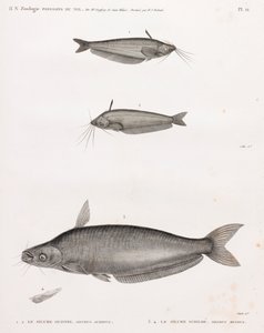Le Silure Oudnei & Le Silure Schilbe - Unbekannt