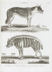 Le loup et la hyène rayée et insectes cantharis - Unbekannt