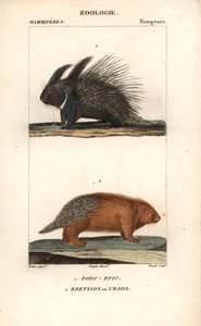 Le porc-épic et l