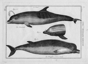 Le marsouin et le dauphin dans "Tableau Encyclopédique et Méthodique des trois Règnes de la Nature" par Pierre Joseph Bonnaterre (1762-1804), Paris 1784 - Unbekannter Künstler