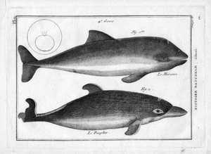 Le marsouin et le dauphin dans « Peinture Encyclopédique et Méthodique des trois Règnes de la Nature » par Pierre Joseph Bonnaterre (1762-1804). Paris 1784. - Unbekannter Künstler