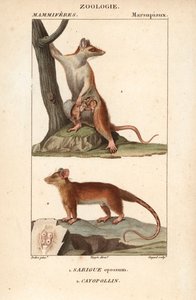 Le sarigue ou opossum et le cayopollin - Unbekannter Künstler