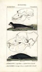Le stematope à capuchon et le macrorhin à trompe ou éléphant de mer - Unbekannter Künstler