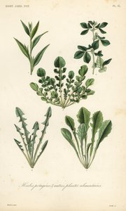 Herbes potagères