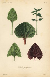 Herbes potagères