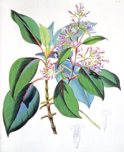 Feuilles et fleurs de l