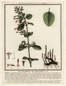 Calament népéta, Clinopodium nepeta - Unbekannter Künstler