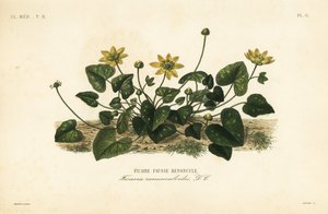 Ficaire fausse renoncule - Unbekannt